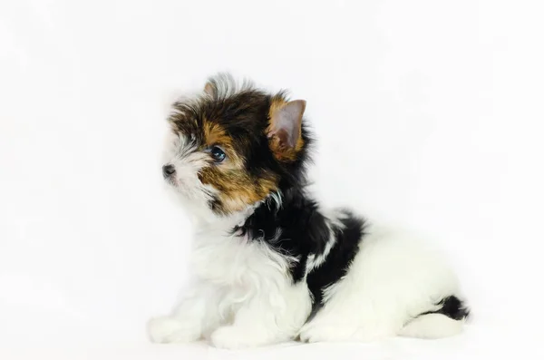 Biewer Yorkshire Terrier Κουτάβι Δύο Μηνών Λευκό Φόντο — Φωτογραφία Αρχείου