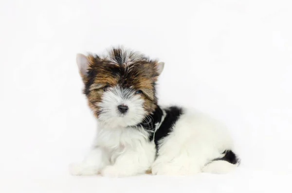两个月大的小狗比威尔约克郡泰瑞尔在白色背景 — 图库照片