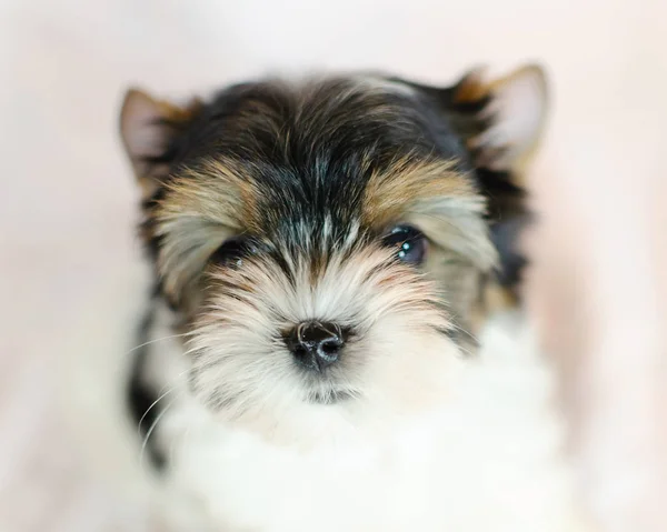 Dois Meses Idade Cachorro Biewer Yorkshire Terrier Fundo Branco — Fotografia de Stock