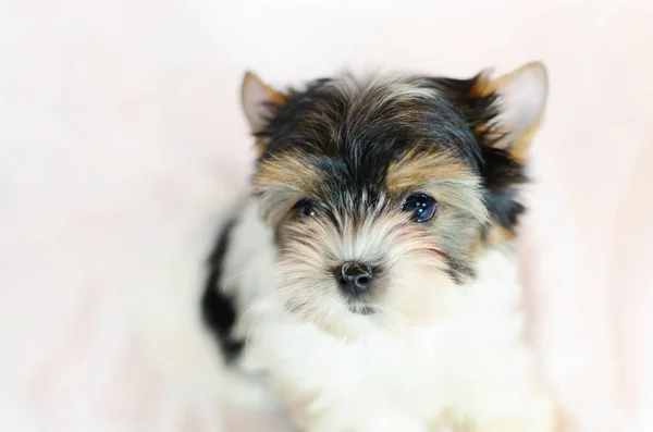 Chiot Deux Mois Biewer Yorkshire Terrier Sur Fond Blanc — Photo