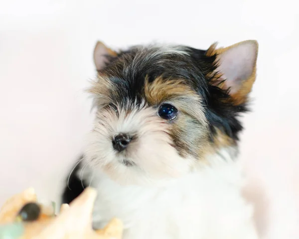 Chiot Deux Mois Biewer Yorkshire Terrier Sur Fond Blanc — Photo