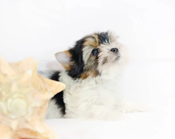 Κουτάβι Δύο Μηνών Biewer Yorkshire Terrier Λευκό Φόντο Σκύλος Κοχύλι — Φωτογραφία Αρχείου