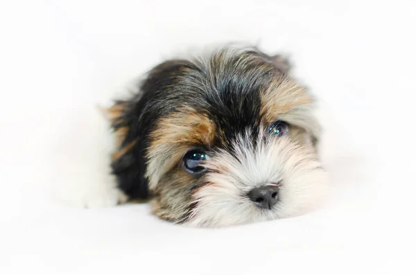 Két Hónapos Kölyök Biewer Yorkshire Terrier Fehér Alapon — Stock Fotó