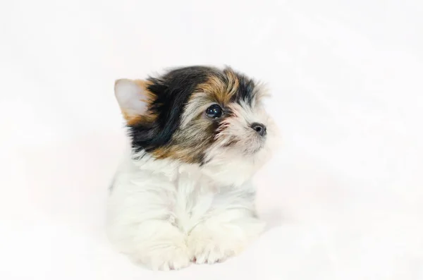 Dois Meses Idade Cachorro Biewer Yorkshire Terrier Fundo Branco — Fotografia de Stock