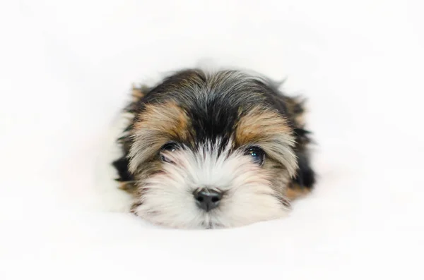 白い背景に生後 ヶ月の子犬 Biewer ヨークシャー テリア — ストック写真