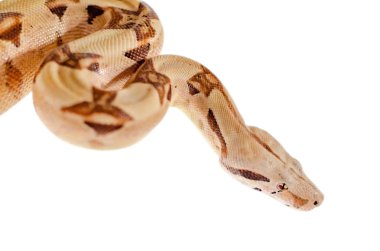 Boa yılanı Imperator somon. İnsan çevre egzotik hayvanlarda. Beyaz bir arka plan üzerinde izole yılan.