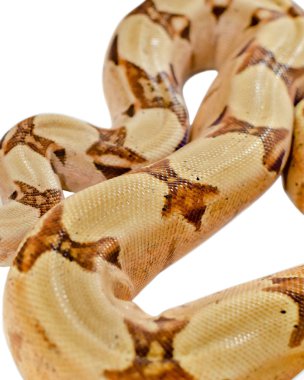 Boa yılanı Imperator somon. İnsan çevre egzotik hayvanlarda. Beyaz bir arka plan üzerinde izole yılan.