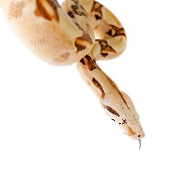 Boa yılanı Imperator somon. İnsan çevre egzotik hayvanlarda. Beyaz bir arka plan üzerinde izole yılan.