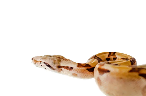 Boa Constrictor Imperator Lososa Exotická Zvířata Životním Prostředí Člověka Snake — Stock fotografie