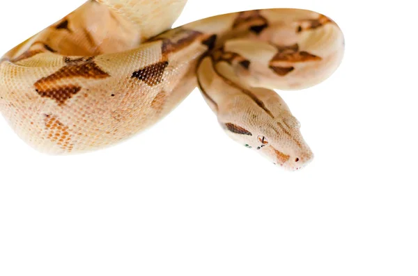 Boa Constrictor Imperator Saumon Animaux Exotiques Dans Environnement Humain Serpent — Photo