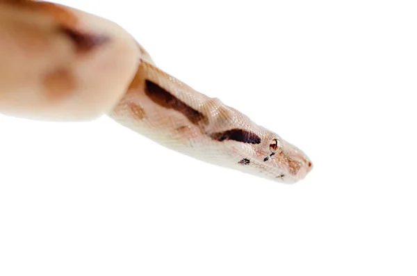 Boa Constrictor Imperator Lososa Exotická Zvířata Životním Prostředí Člověka Snake — Stock fotografie