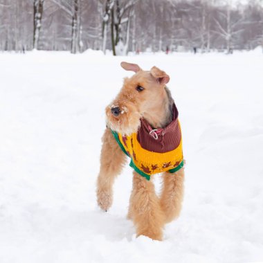 Airedale terrier. Genç enerjik köpek yürüyor. Kışın açık havada yürüyüş. Nasıl senin evde beslenen hayvan--dan hipotermi korumak için. 