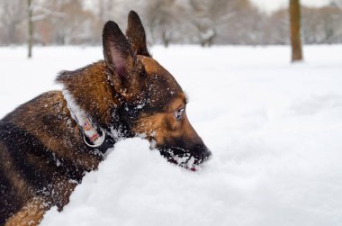 Genç enerjik melez köpek yürüyor. Kışın açık havada yürüyüş. Nasıl senin evde beslenen hayvan--dan hipotermi korumak için. 