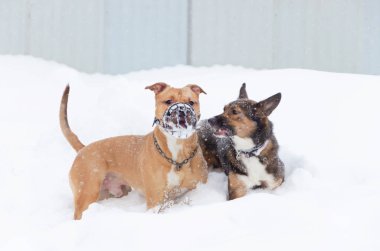 Amerikan zorba. Köpekler birbirleriyle oynamak. Kışın açık havada yürüyüş. Nasıl senin evde beslenen hayvan--dan hipotermi korumak için.
