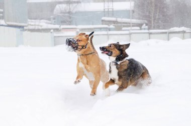 Amerikan zorba. Köpekler birbirleriyle oynamak. Kışın açık havada yürüyüş. Nasıl senin evde beslenen hayvan--dan hipotermi korumak için.