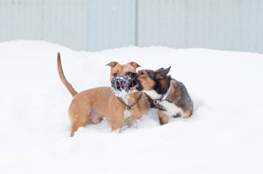 Amerikan zorba. Köpekler birbirleriyle oynamak. Kışın açık havada yürüyüş. Nasıl senin evde beslenen hayvan--dan hipotermi korumak için.