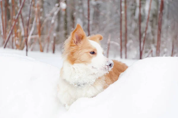 Collie Perbatasan Anjing Muda Energik Berjalan Berjalan Luar Ruangan Musim — Stok Foto