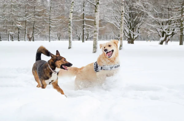 The Golden retriever. Dogs play with each other. Walking outdoors in the winter.  How to protect your pet from hypothermia.