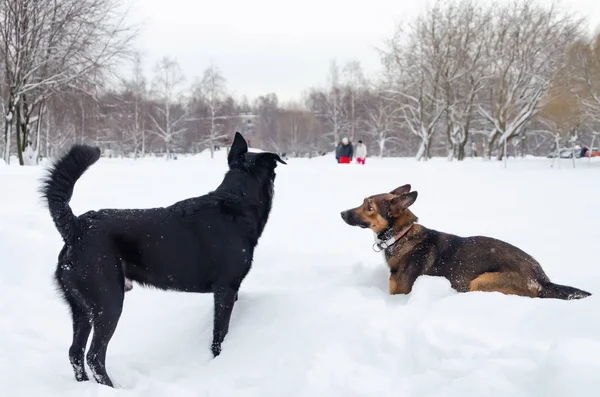 Dogs play with each other. Walking outdoors in the winter.  How to protect your pet from hypothermia.