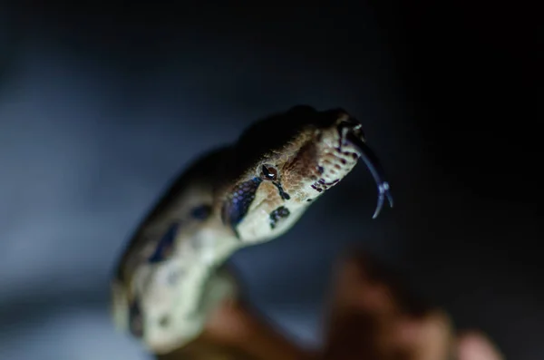 Boa Constrictor Imperador Normal Animales Exóticos Ambiente Humano Serpiente Sobre — Foto de Stock