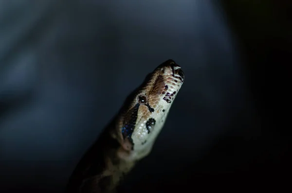 Boa Constrictor Imperator Normal Exotic Animals Human Environment Snake Dark — Stock Photo, Image