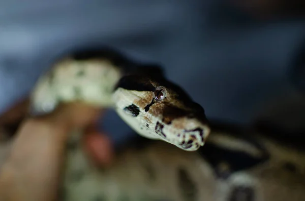 ボアは通常大将軍 人間の環境でエキゾチックな動物 暗い背景に蛇します — ストック写真