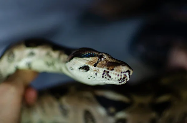 Boa Constrictor Imperador Normal Animales Exóticos Ambiente Humano Serpiente Sobre —  Fotos de Stock