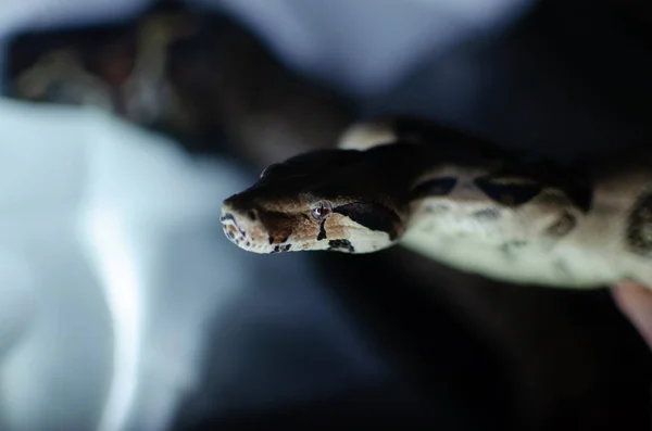 Boa Constrictor Imperator Normalne Egzotycznych Zwierząt Środowisku Człowieka Wąż Ciemnym — Zdjęcie stockowe