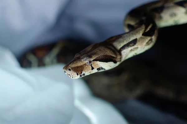 ボアは通常大将軍 人間の環境でエキゾチックな動物 暗い背景に蛇します — ストック写真