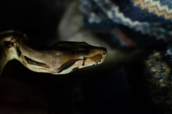 Boa Constrictor Imperator Normális Egzotikus Állatok Emberi Környezetben Sötét Háttéren — Stock Fotó