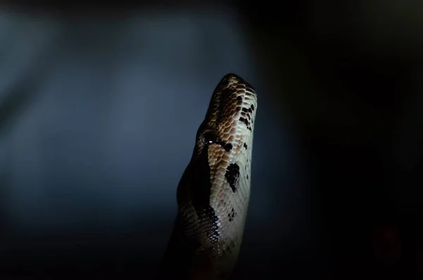 Boa 收缩器防渗器正常 人类环境中的异国情调动物 黑暗背景上的蛇 — 图库照片