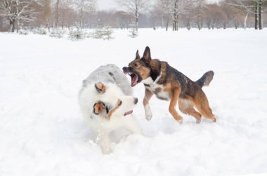 Avustralya çoban köpeği. Köpekler birbirleriyle oynamak. Kışın açık havada yürüyüş. Nasıl senin evde beslenen hayvan--dan hipotermi korumak için. 