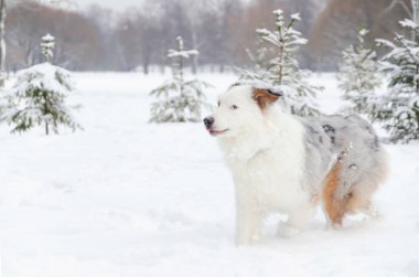  Avustralya çoban köpeği. Genç enerjik köpek yürüyor. Kışın açık havada yürüyüş. Nasıl senin evde beslenen hayvan--dan hipotermi korumak için. 