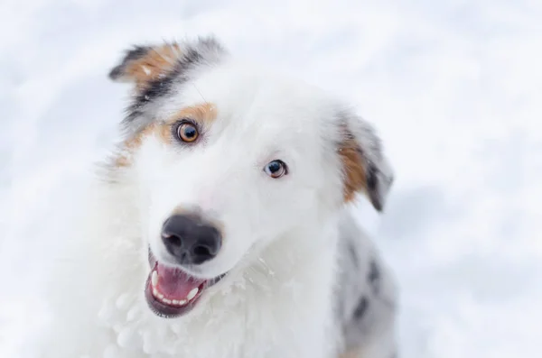 Australian Shepherd Porträtt Ung Energisk Hund Promenader Gångavstånd Utomhus Vintern — Stockfoto
