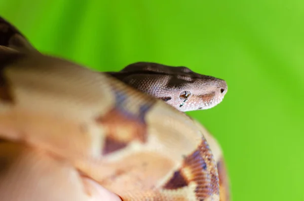 Boa Constrictor Imperator Lachs Exotische Tiere Der Menschlichen Umwelt Schlange — Stockfoto