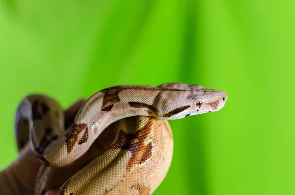 Salmão Imperator Boa Constritor Animais Exóticos Ambiente Humano Serpente Mão — Fotografia de Stock