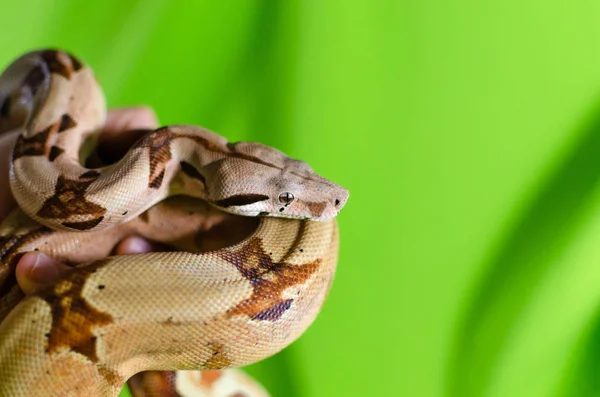 Σολομός Βόρα Εξωτικά Ζώα Στο Ανθρώπινο Περιβάλλον Φίδι Στο Χέρι — Φωτογραφία Αρχείου