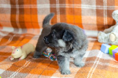 Oyuncaklı 1 aylık köpek. Damalı renkli arka planda Doğu Avrupa Çoban köpeği. Çok şirin