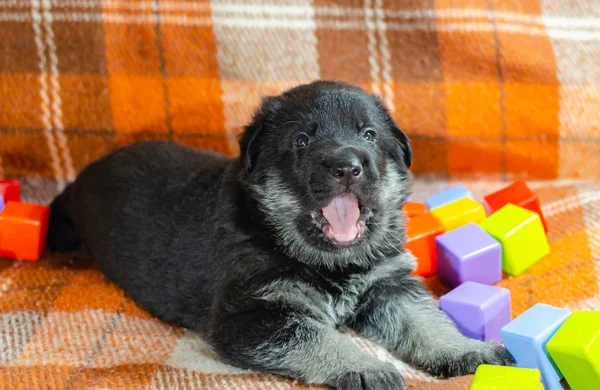 1 month old dog with toys. East European Shepherd puppy on a checkered color background. Too cute