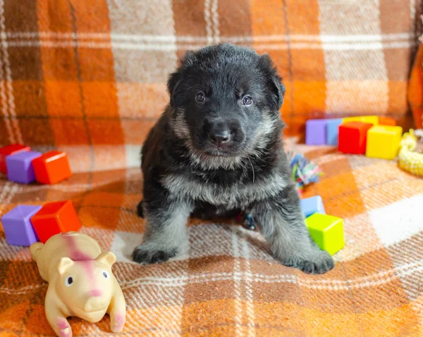 Miesiąc Stary Pies Zabawkami Owczarek Wschodnioeuropejski Szczeniak Tle Kolor Szachownica — Zdjęcie stockowe