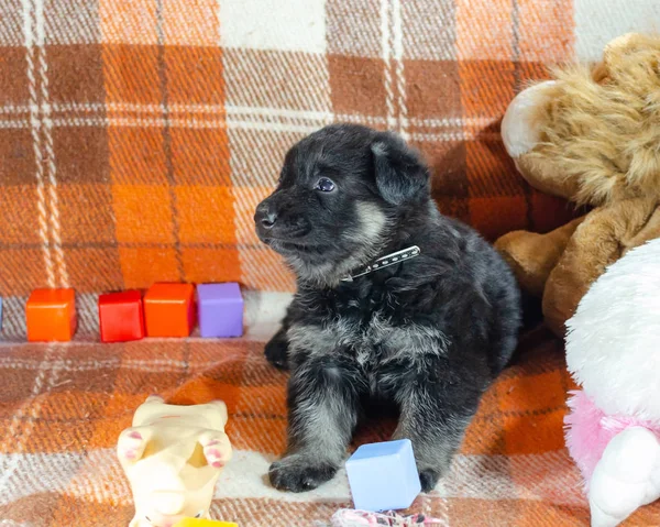 1 month old dog with toys. East European Shepherd puppy on a checkered color background. Too cute