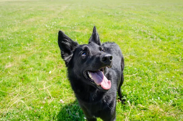 Ung Energisk Halv Rasen Hund Går Ängen Hur Till Skydda — Stockfoto