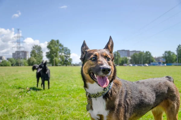 Jovem Cão Enérgico Mestiço Caminha Prado Como Proteger Seu Animal — Fotografia de Stock