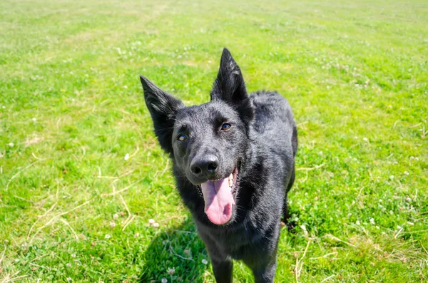 Ung Energisk Halv Rasen Hund Går Ängen Hur Till Skydda — Stockfoto