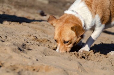 Genç enerjik melez köpek yürür. Nasıl hipertermi evcil hayvanınızı korumak için. Yaz etkinliği. 