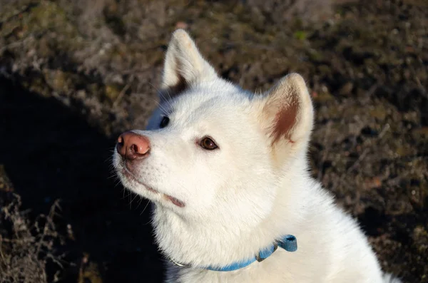 Joven Enérgica Akita Camina Cómo Proteger Mascota Hipertermia Actividad Verano —  Fotos de Stock