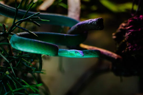 来自斯里兰卡的阿海图拉 普拉西纳 它以小鸟 蜥蜴和小啮齿动物为食 树蛇人类环境中的外来动物 黑暗背景上的蛇 — 图库照片