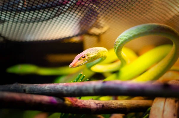 Ahaetulla Prasina Vrouw Uit Sri Lanka Het Voedt Kleine Vogels — Stockfoto