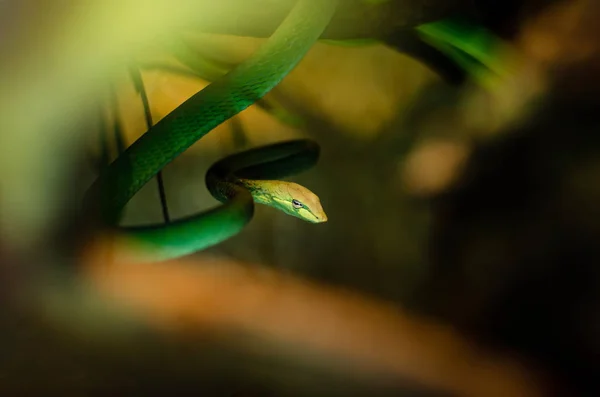 Ahaetulla Prasina Vrouw Uit Sri Lanka Het Voedt Kleine Vogels — Stockfoto