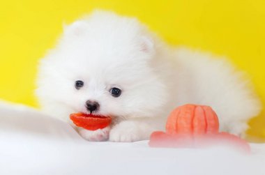 Sarı bir arka planda bir ay eski Köpek Pomeranian Spitz. Minik komik köpek yavrusu oynuyor. Mandalina ile köpek. 